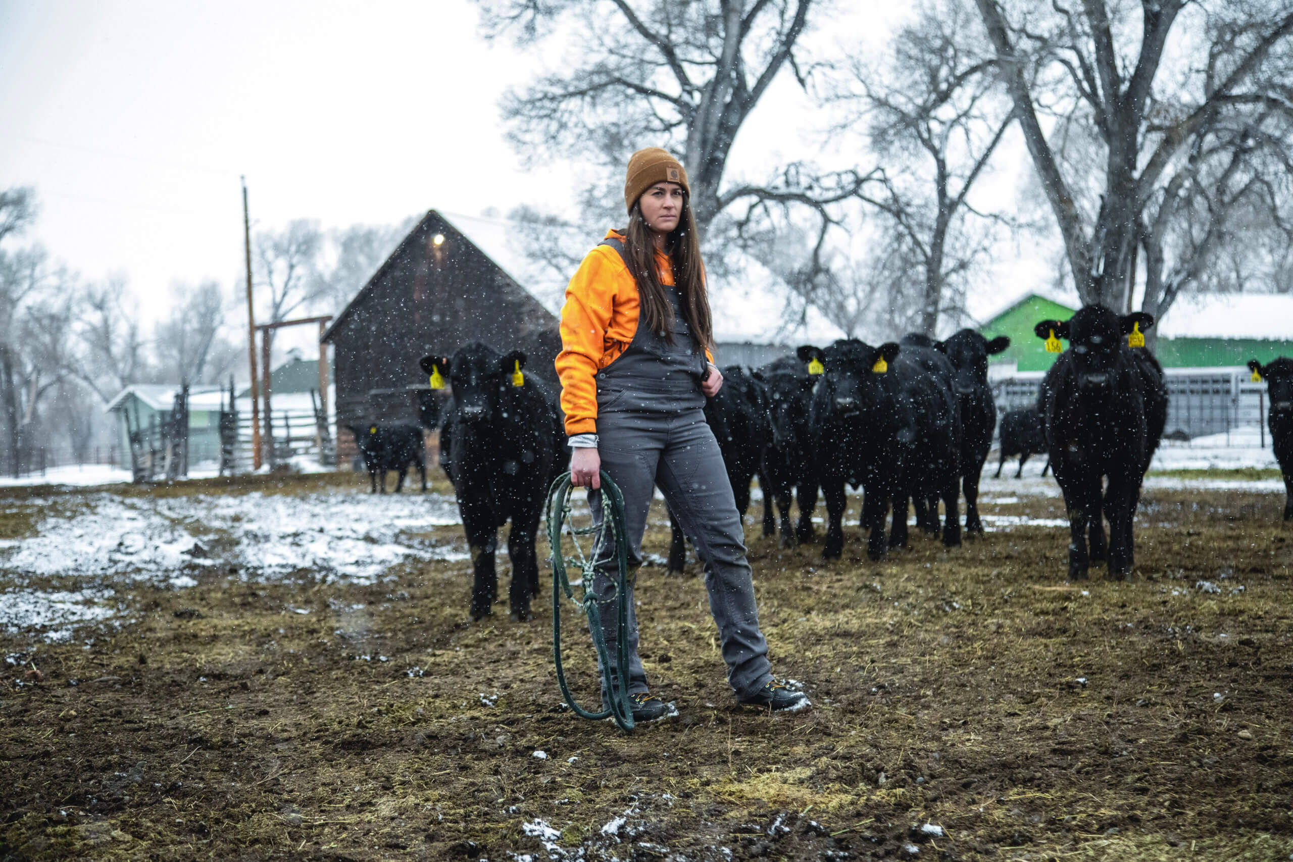 Woman in the snow with cows