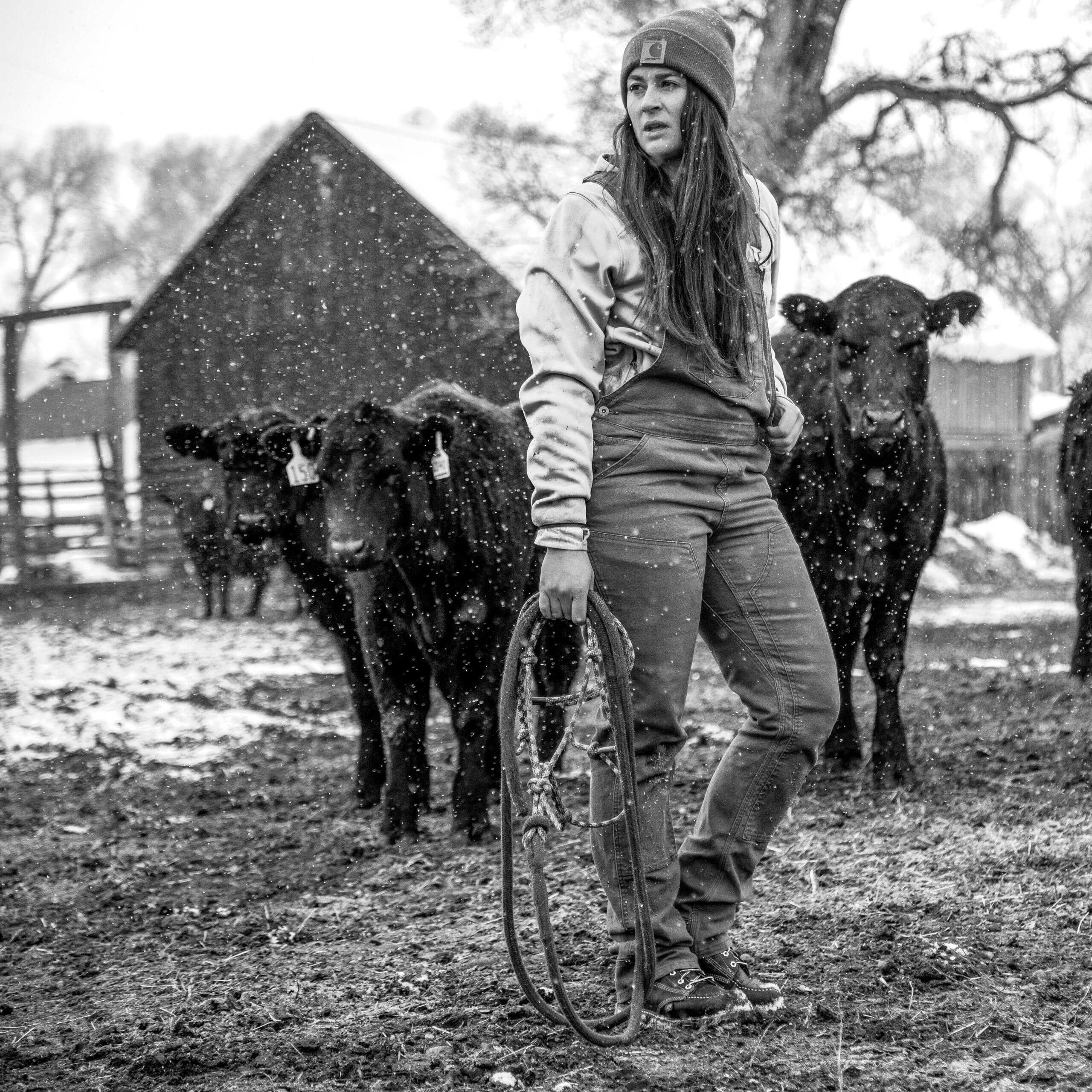 Woman in snow with cows